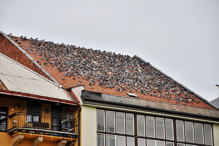 A2B Pest Control are able to install spikes to deter birds from roofs in Whitley Bay. 