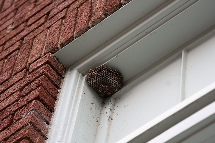 We provide a wasp nest removal service for domestic and commercial properties in Whitley Bay.